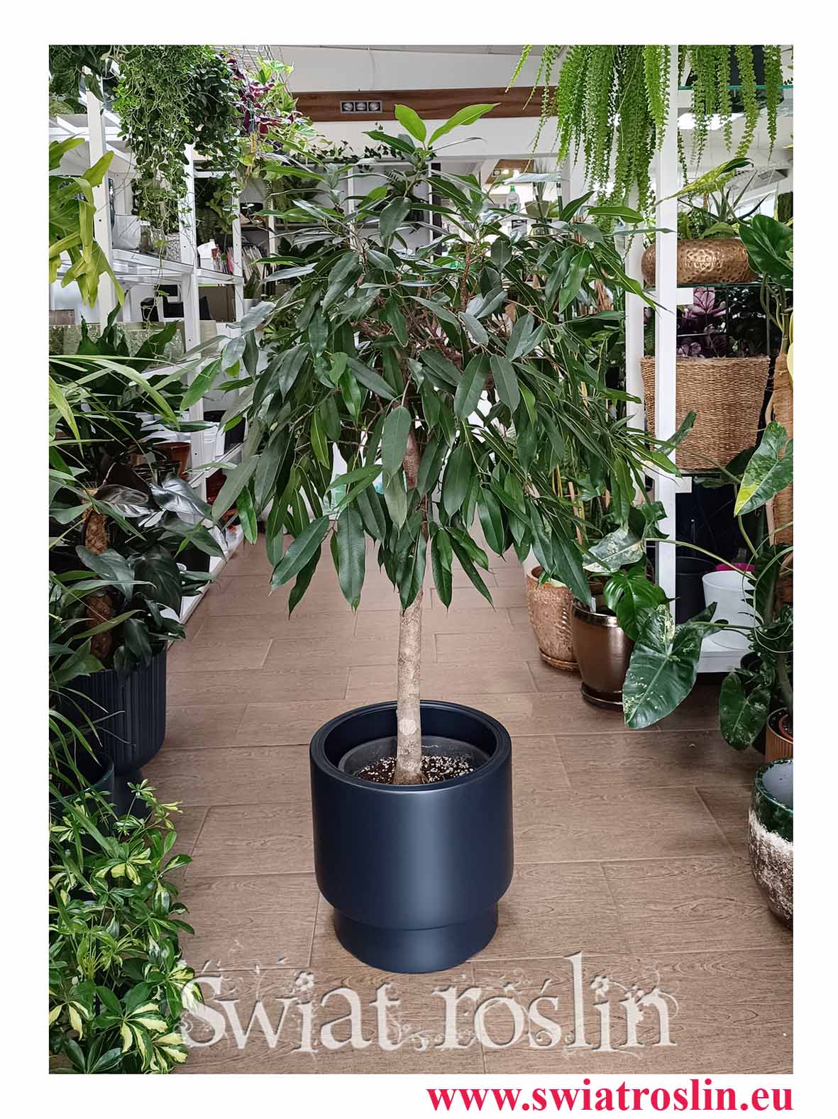 Fikus Amstel King Drzewko, Ficus Amstel King drzewko do hotelu do biura do firmy do dużej przestrzeni na recepcje do kawiarni do restauracji do lobby do holu